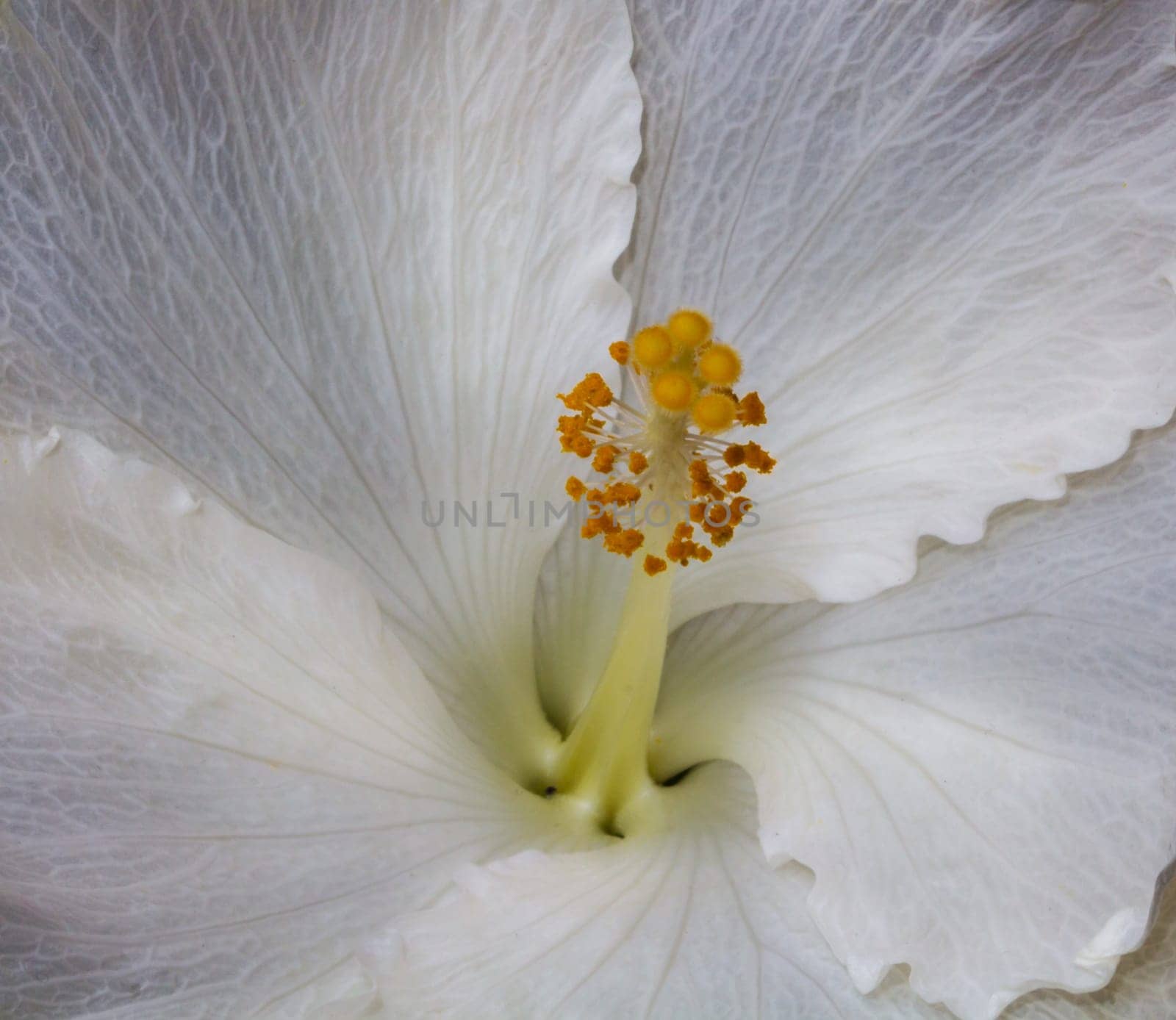Hibiscus Inner Life