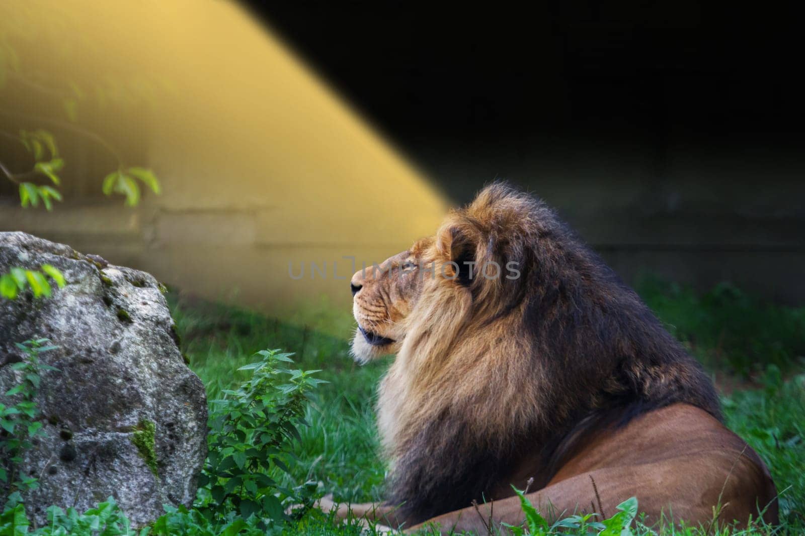 A lion lies in the sun