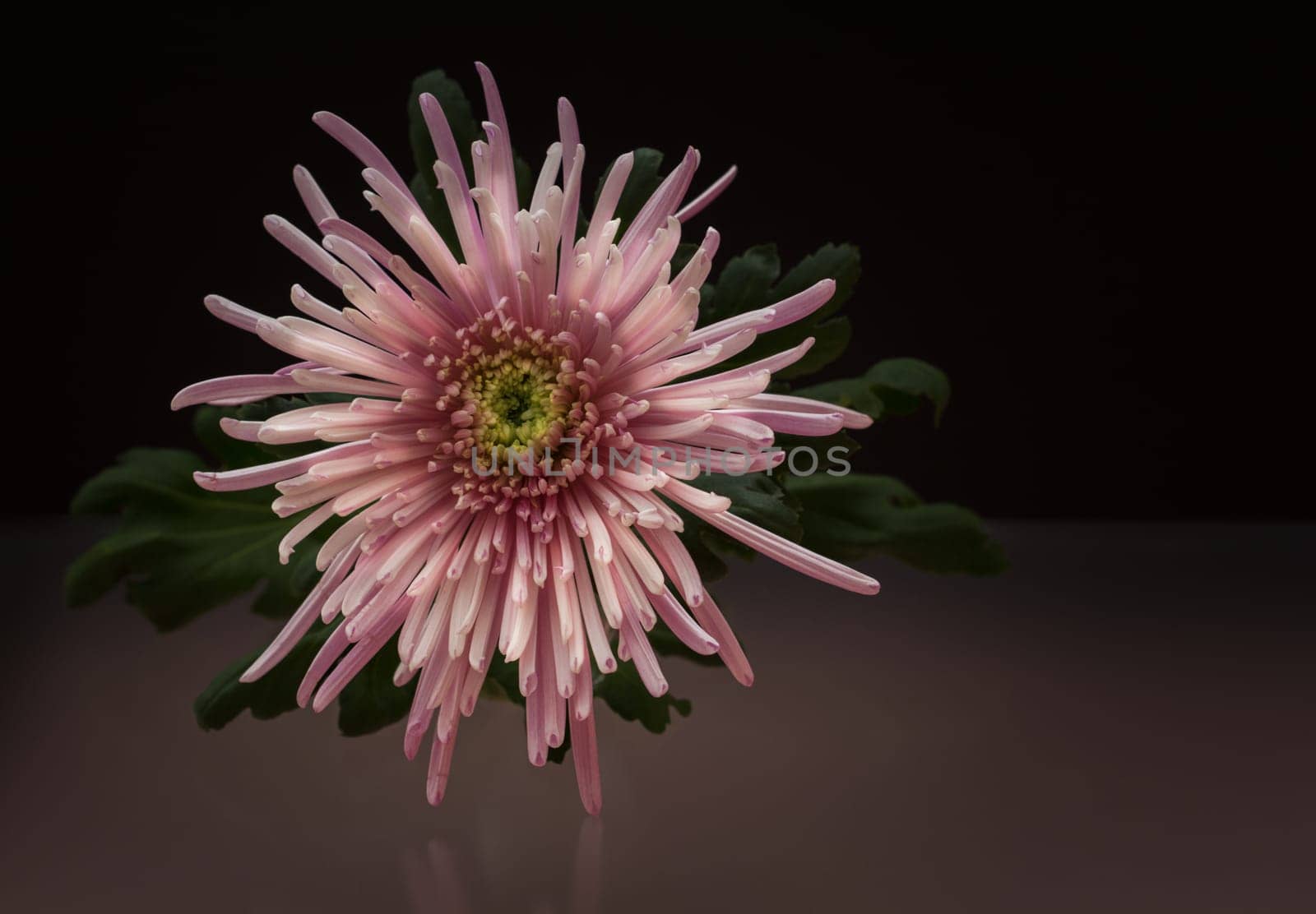 Chrysanthemum Mirroring
