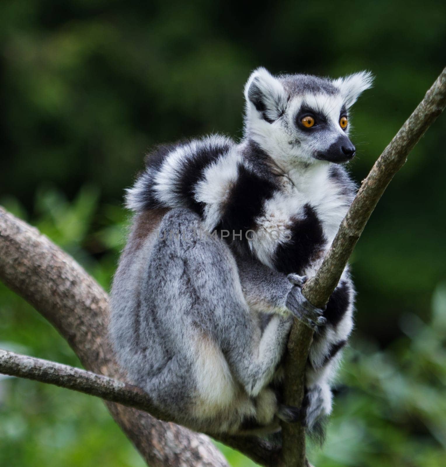 Katta clings to a branch