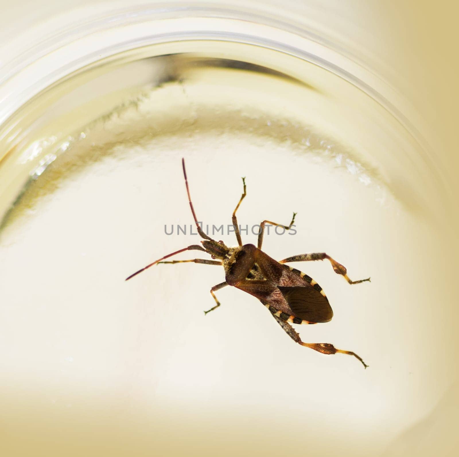 American pine bug in test tube