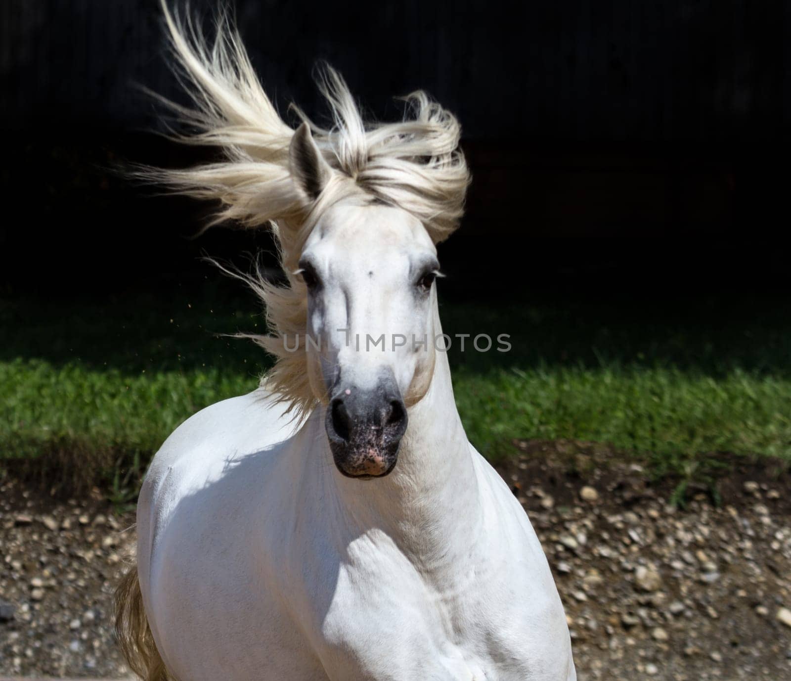 Camargue horse in front