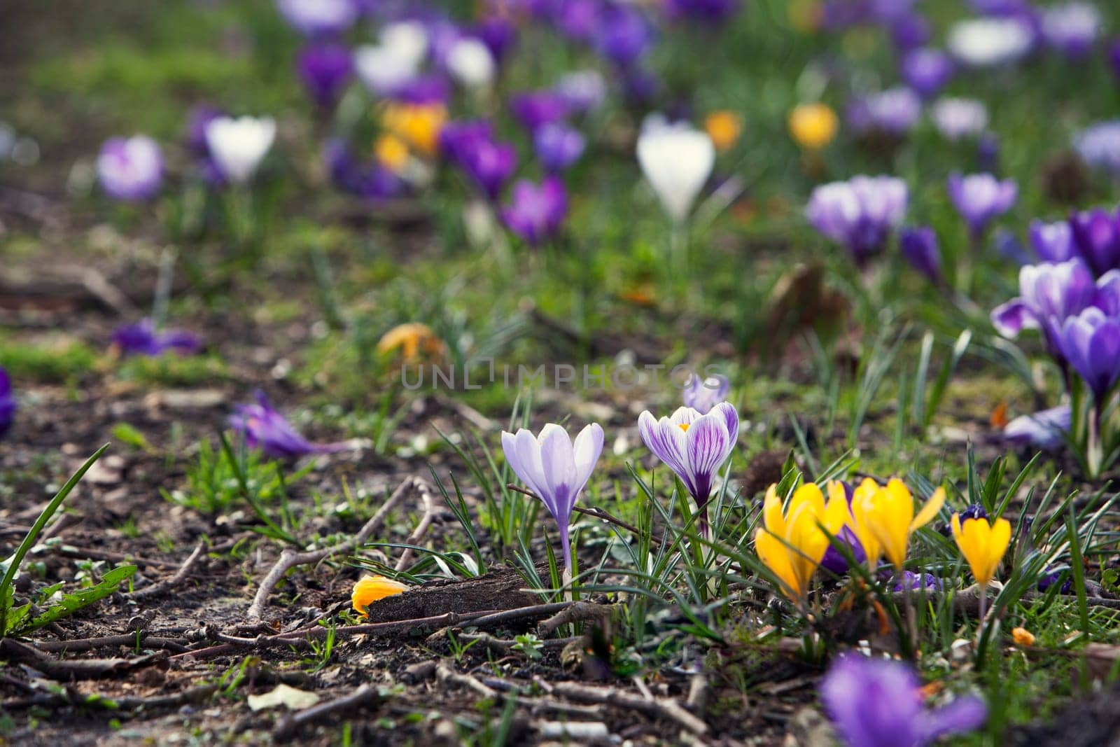 Crocuses in spring