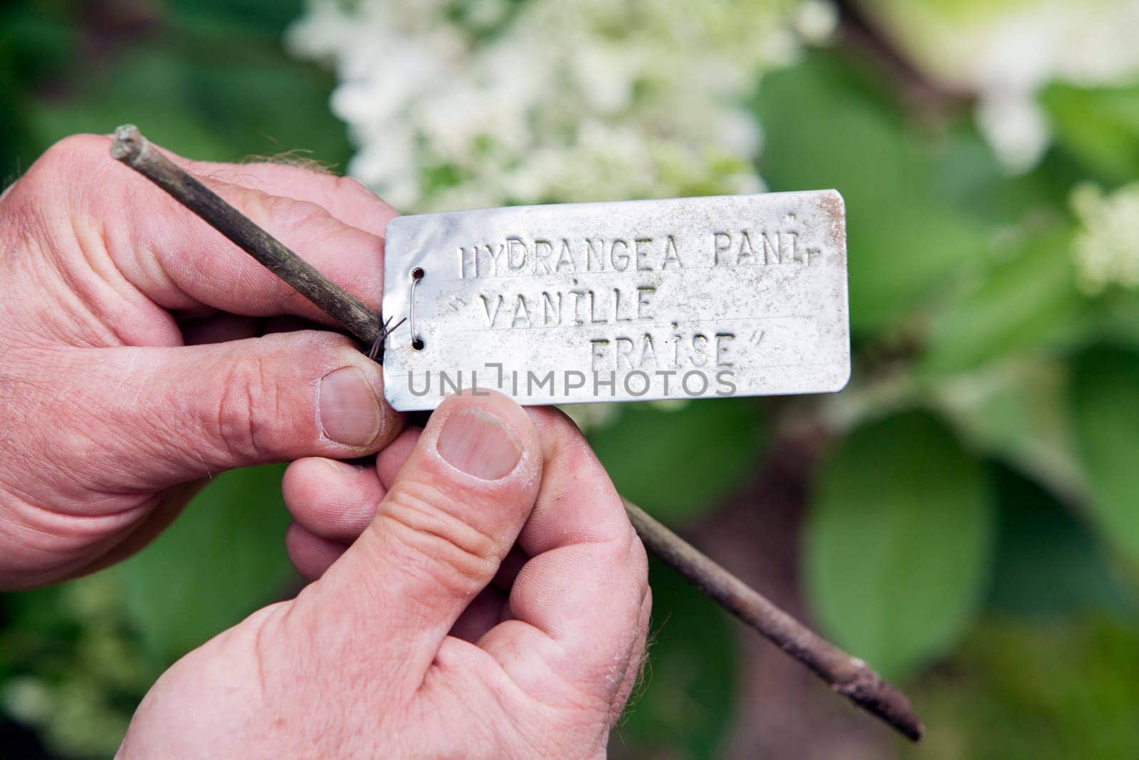 Gardener with metal labeling plate for a Hydrangea Paniculata Vanille Fraise in his hands