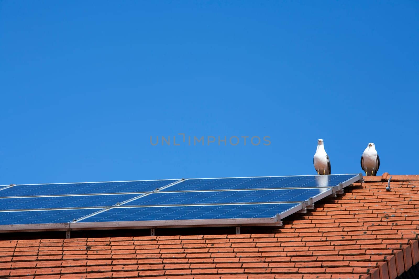 Two seagulls near a solar panel on a roof