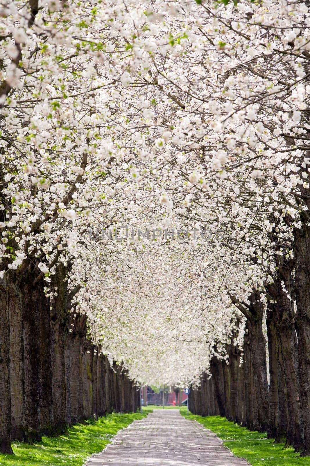 Pavement under blossom in Rotterdam Prinsenland, the Netherlands