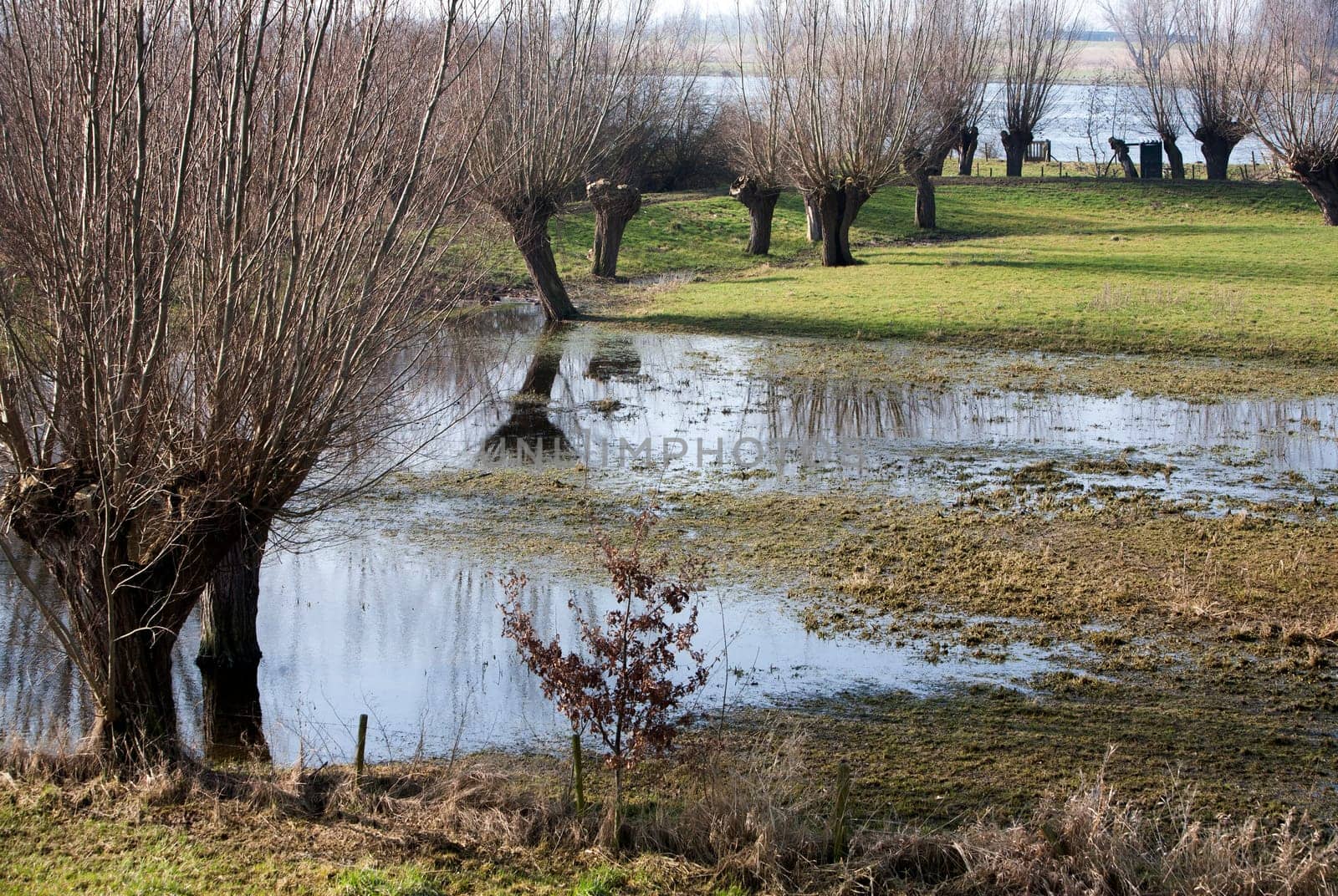 Wet willows in the floodplains of the river