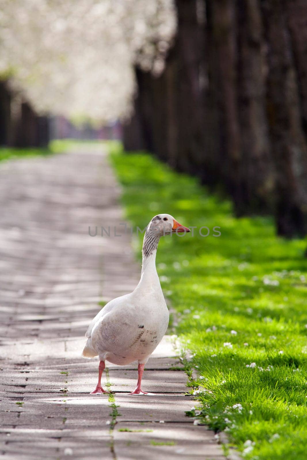 Goose on the pavement under blossom in Rotterdam Prinsenland, the Netherlands