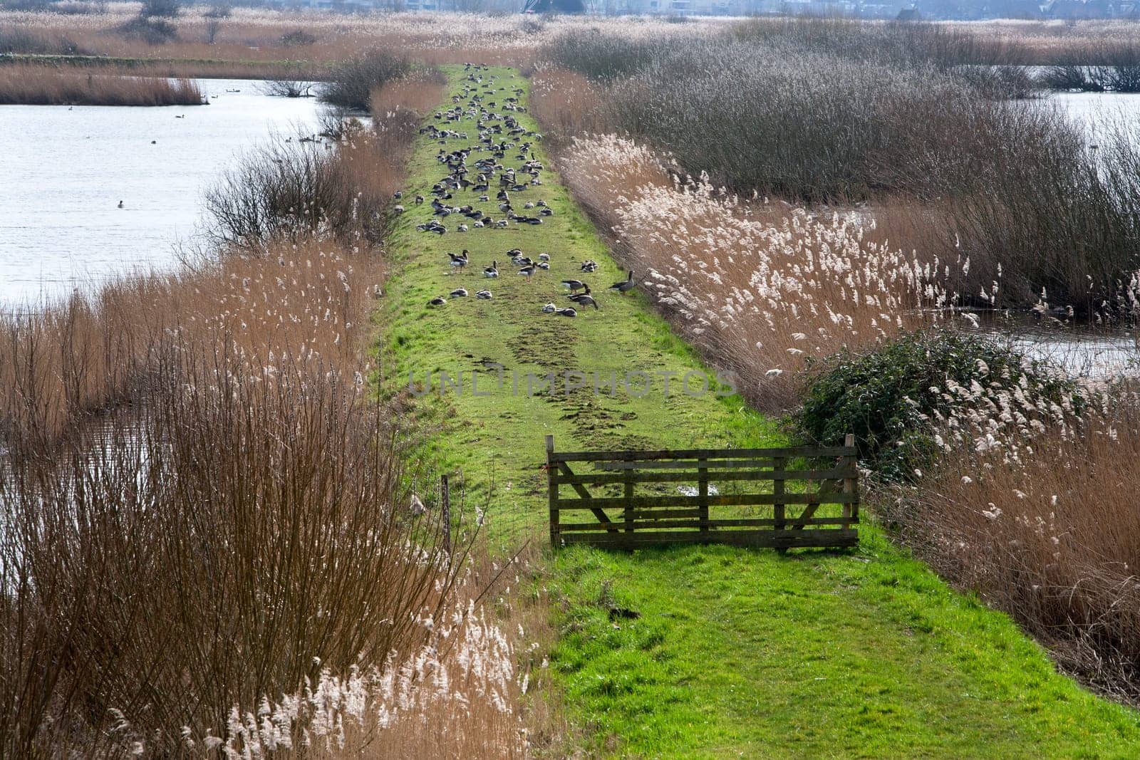 Rural scene with a lot gooses on the grass in Kinderdijk, the Netherlands..