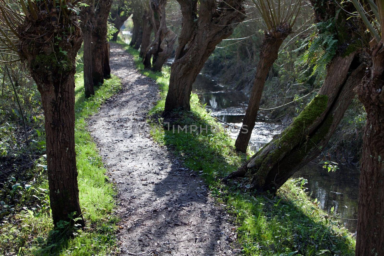 Willows footpath in tidal area Rhoonse grienden  in the Netherlands