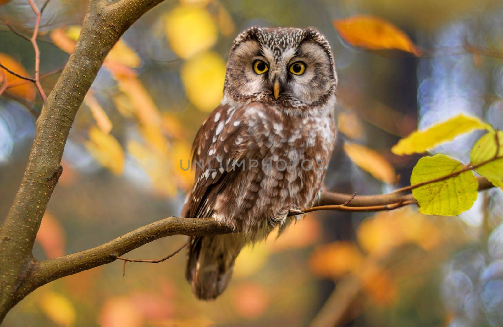 boreal owl in autumn leaves