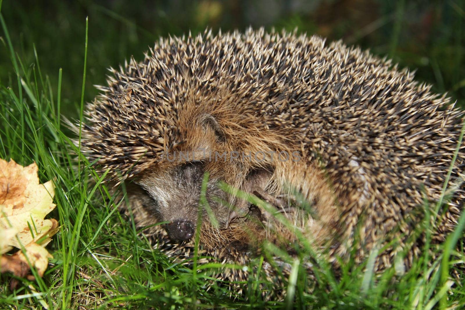 Stinging hedgehog in the grass