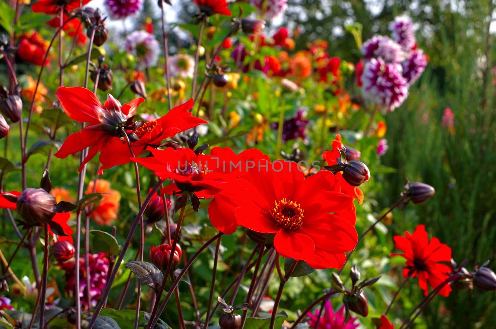 Dahlie Olympicfire - Dahlia Olympicfire 01