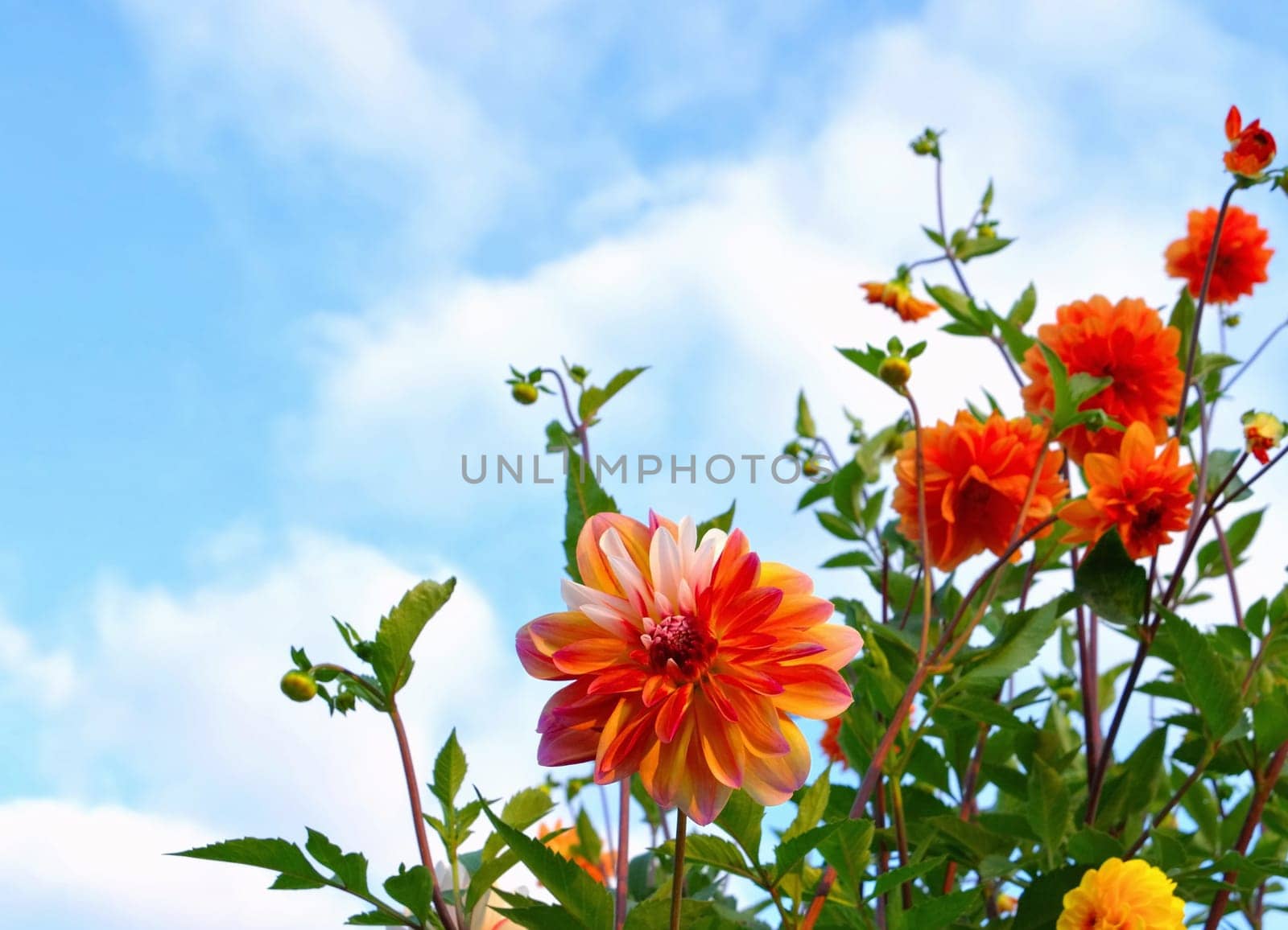 Dahlie Caribbean Fantasy - Dahlia Caribbean Fantasy 01