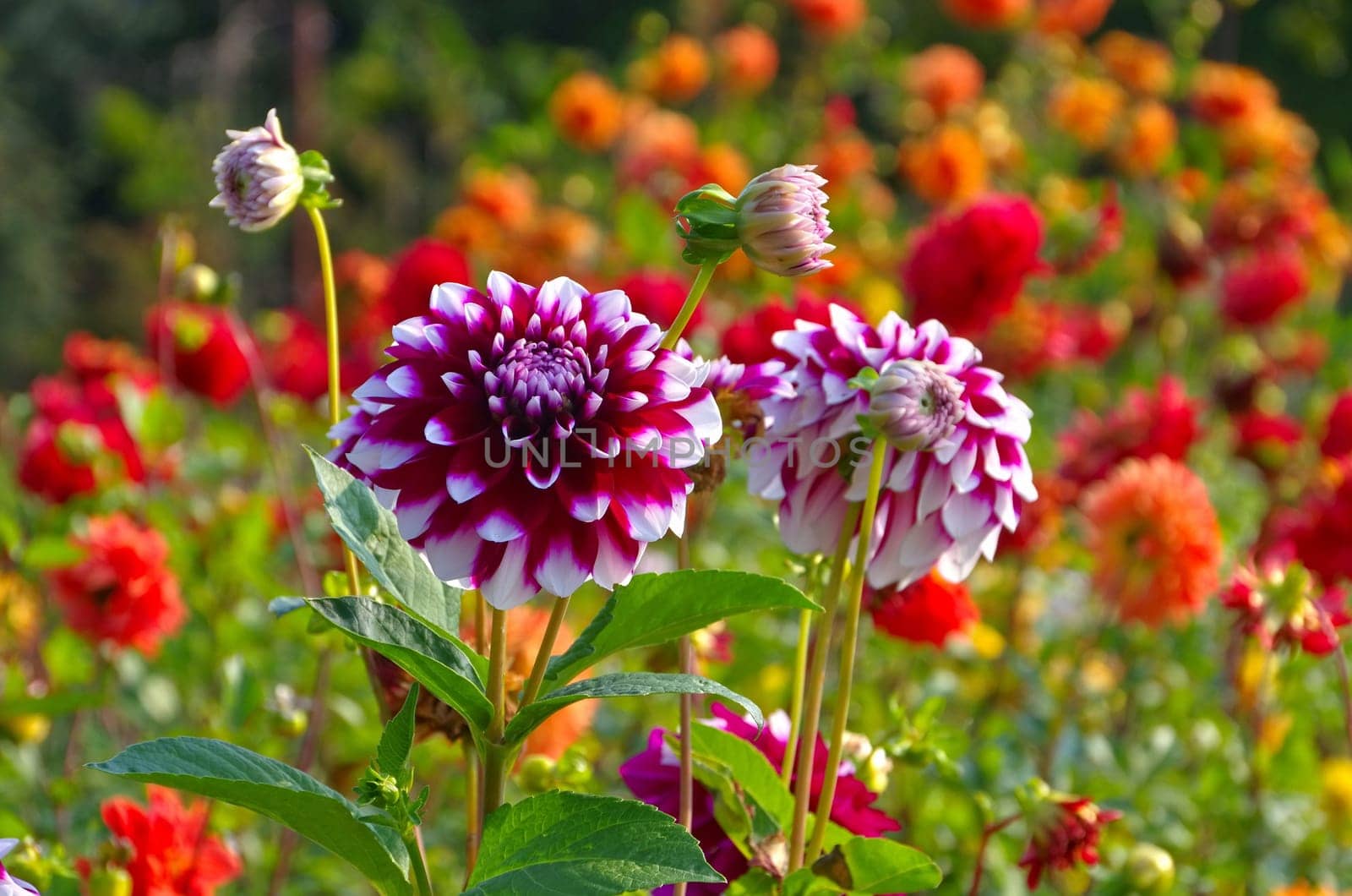 Dahlie Tomo - Dahlia Tomo 01