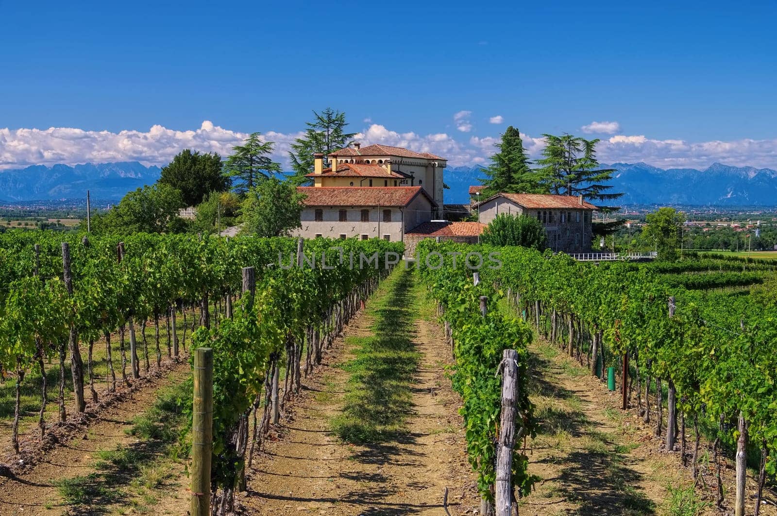 Friuli Winery - Friuli vineyard estate 01