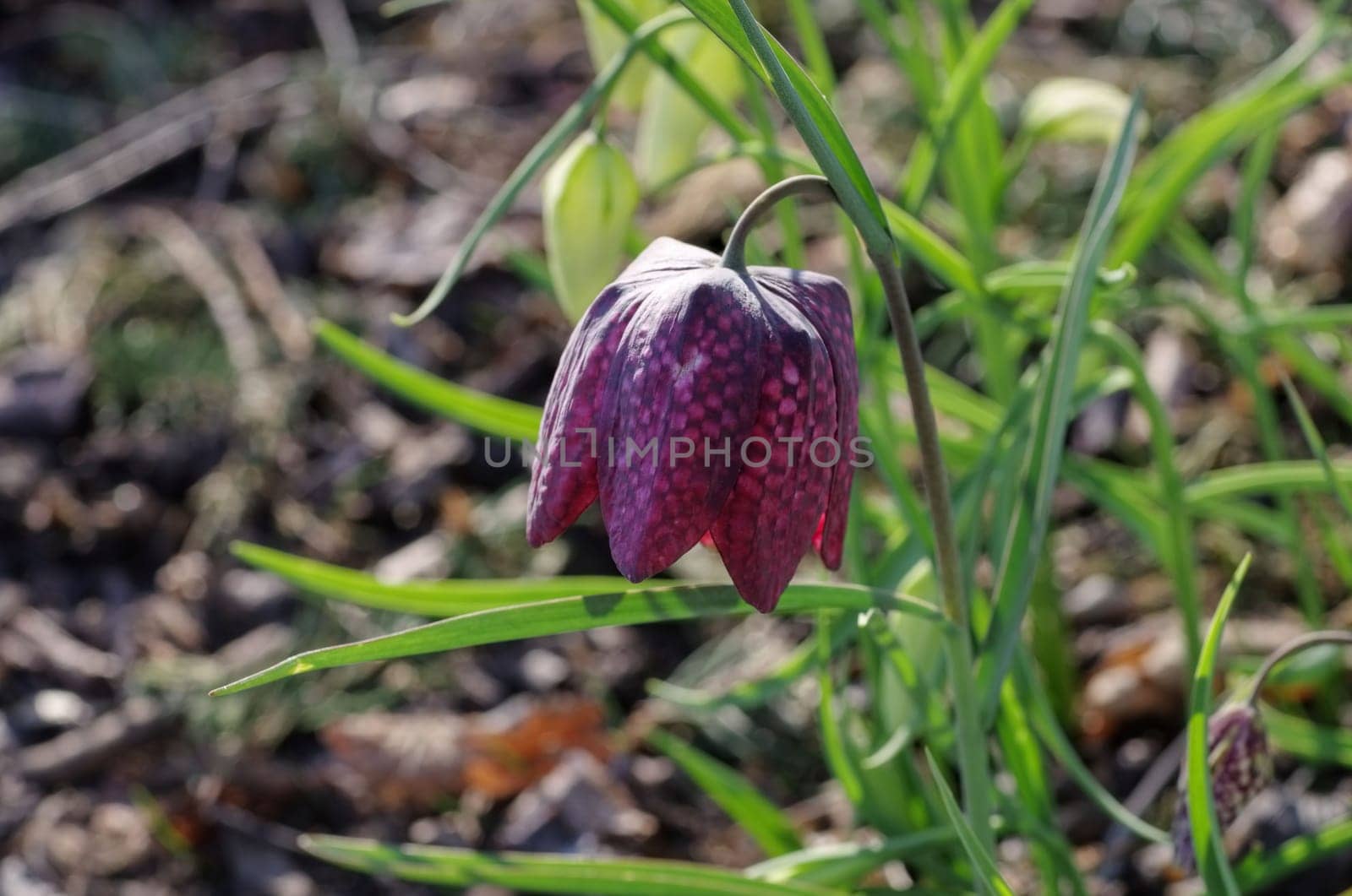 Chess Flower - Chess Flower 06