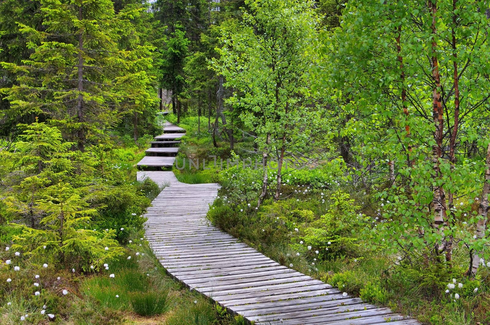 Peathouse moor way - swamp peat house bog track 01
