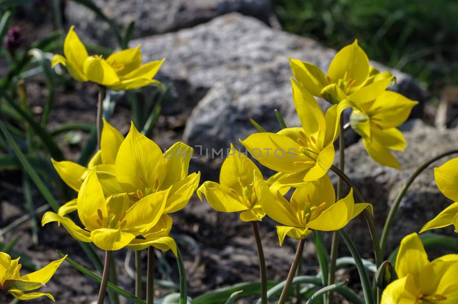 Wild tulip Tulipa sylvestris - wild tulip Tulipa sylvestris 01