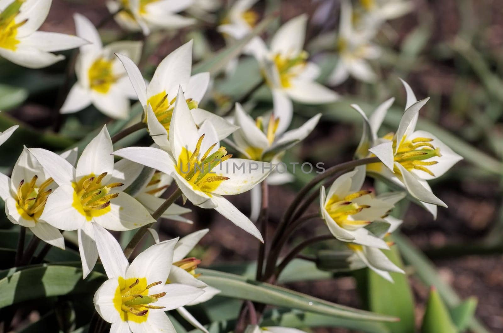 Wild tulip Tulipa turkestanica - wild tulip Tulipa turkestanica 02