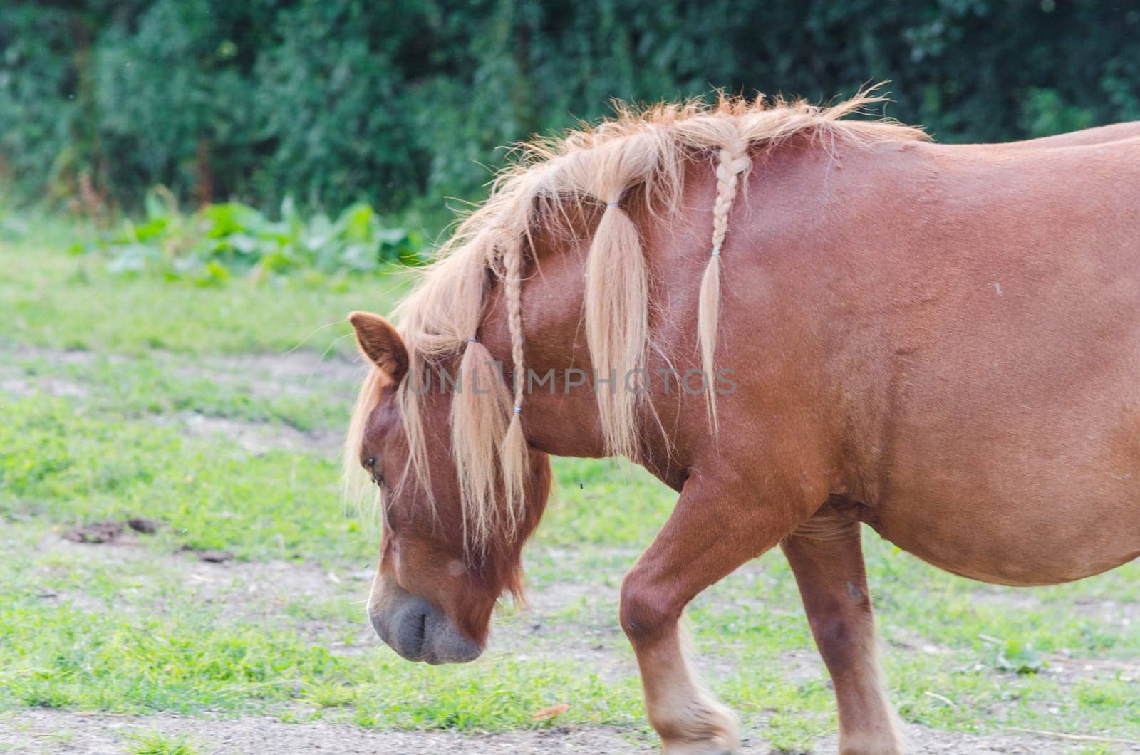 Horse on a pasture...