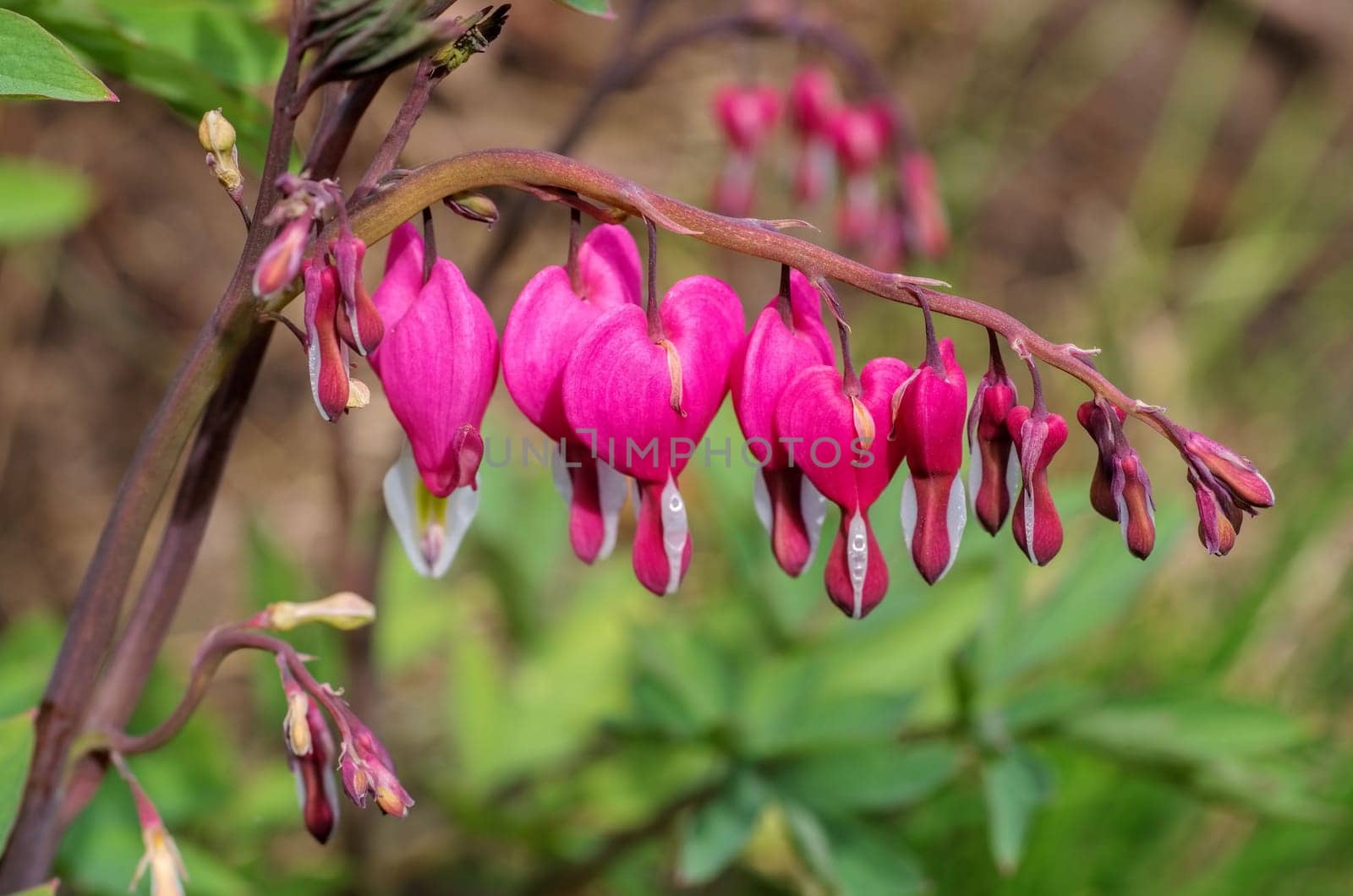 Traenendes Heart - bleeding heart 09