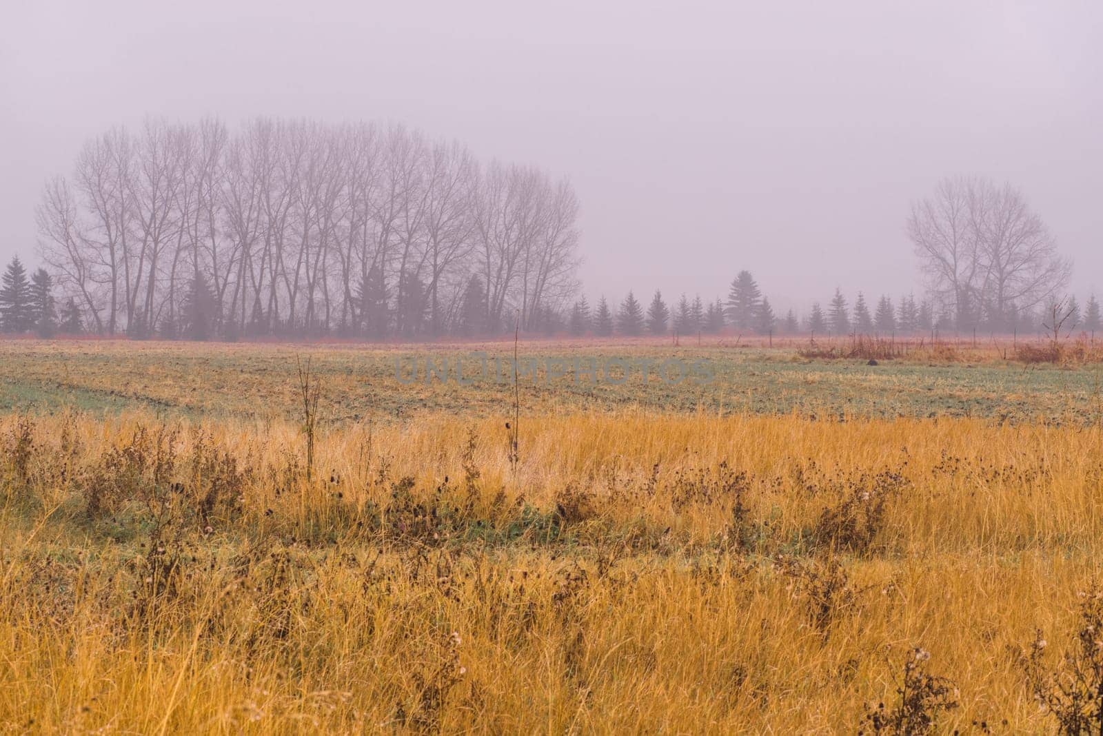 Rainy prairie landscape of a tree line in the mist.