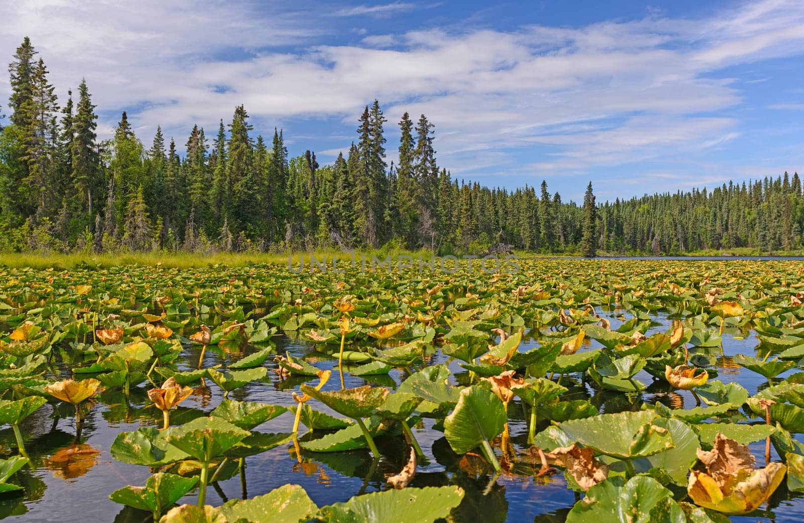 Water Lilies on a Sunny Day in Canoe Lake of the Kenai Wildlife Refuge in Alaska