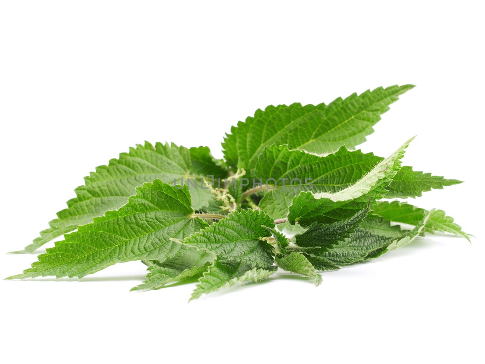 Green Nettle