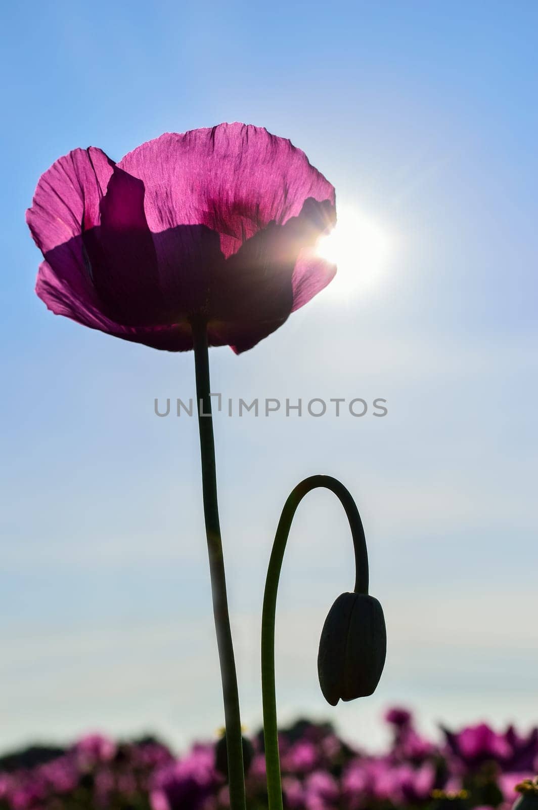 Poppy flower in violet in sunlight