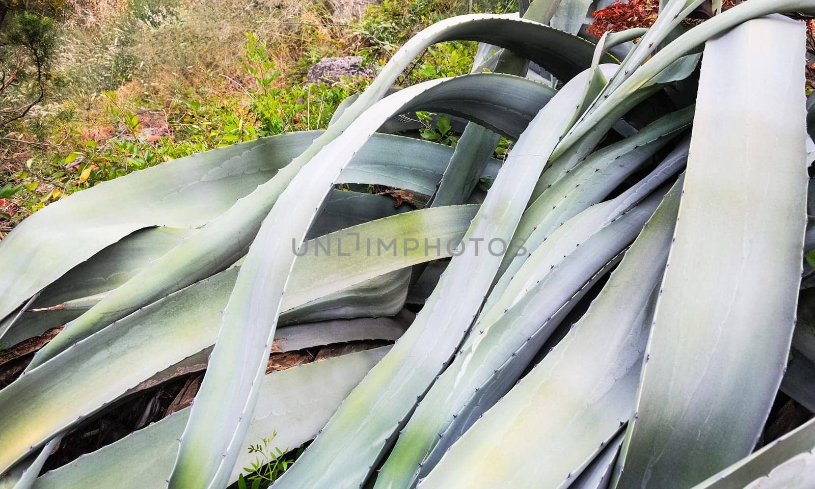 Mighty Leaves of Agave