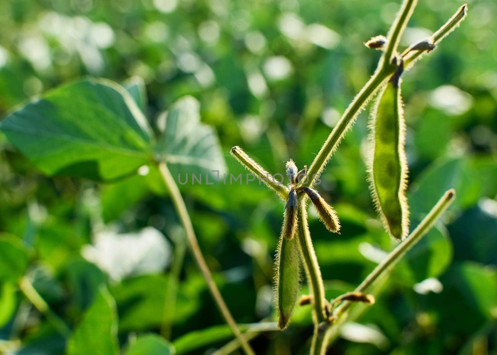 Soybean on the plantation