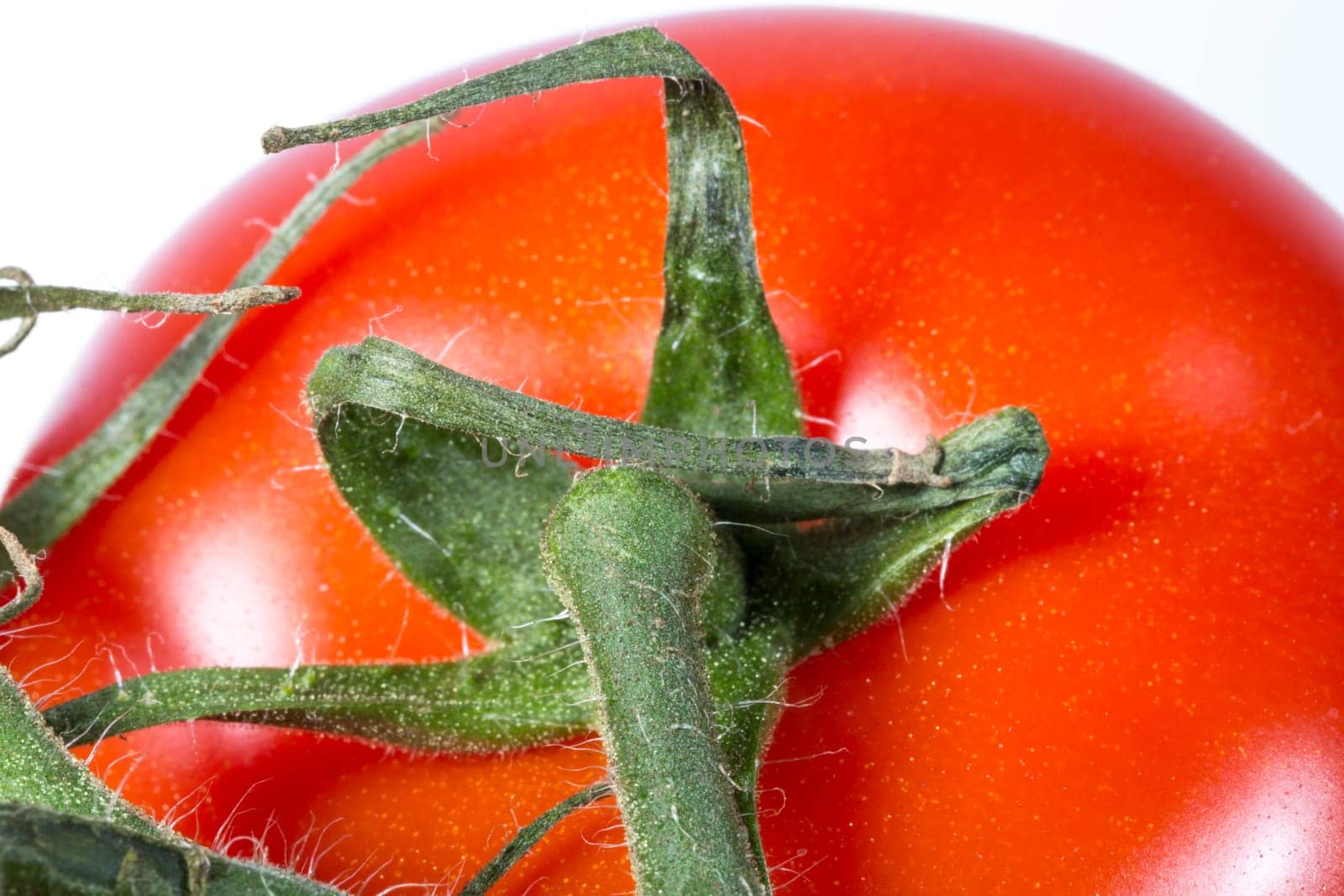 Tomato Vine Close Up Macro image.