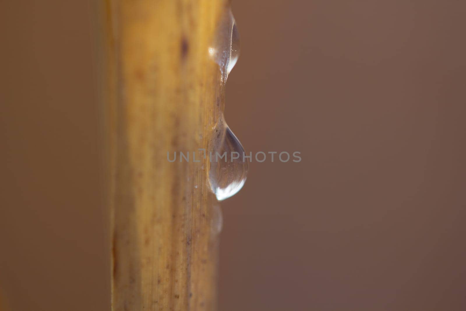 A meadow,a stalk at sunset - Abstract