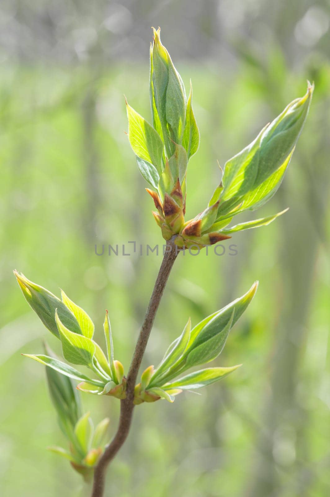 Spring sprouting branch with blooming buds and new fresh leaves. Stock photo with shallow DOF and selective focus point.
