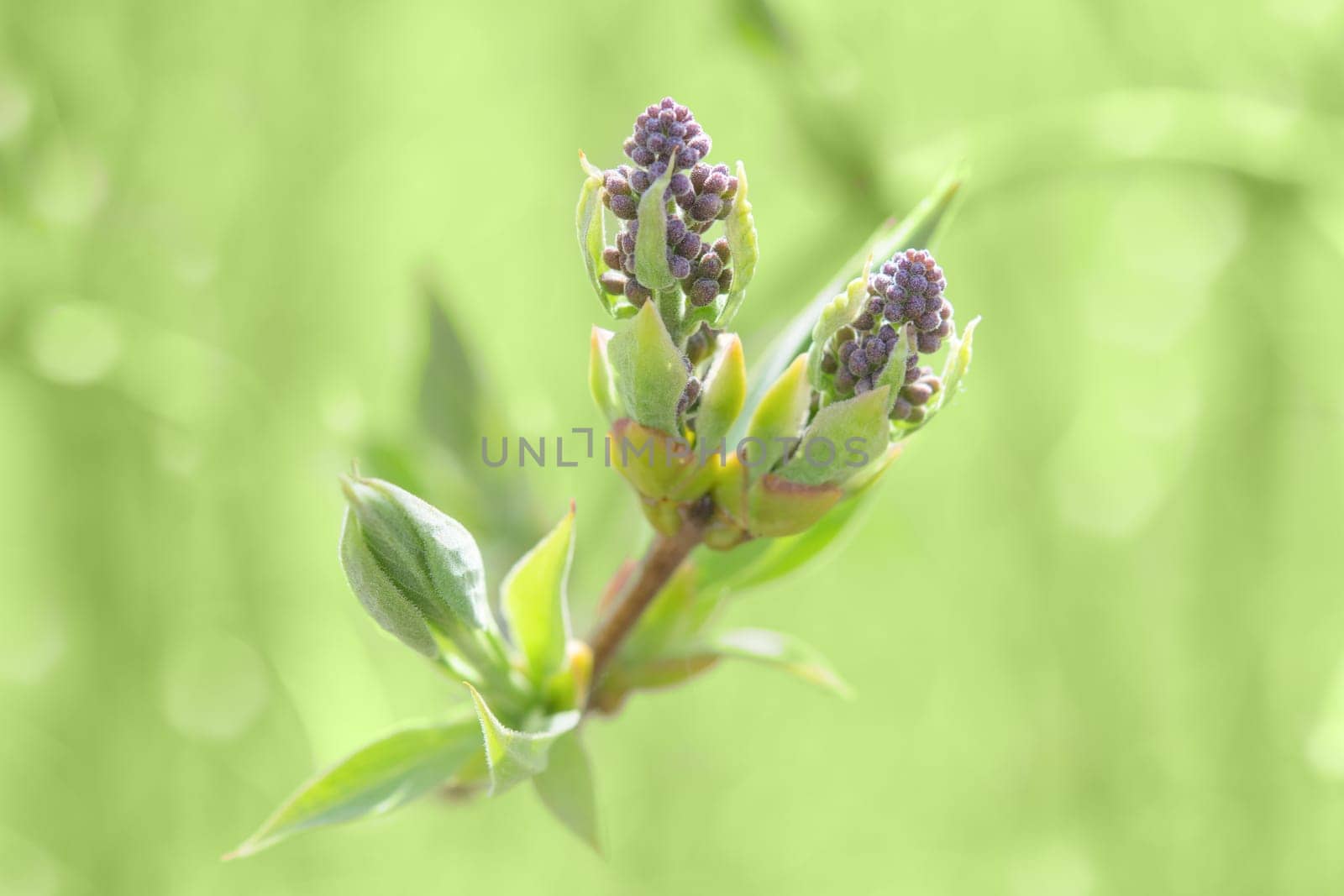 Springtime bush sprouting sprig with blossoming leaves buds and fresh new foliage. Close-up photo with shallow DOF and selective focus point.