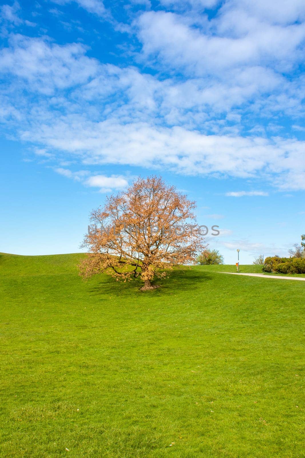 An autumnal coloured tree on a green meadow under a blue sky