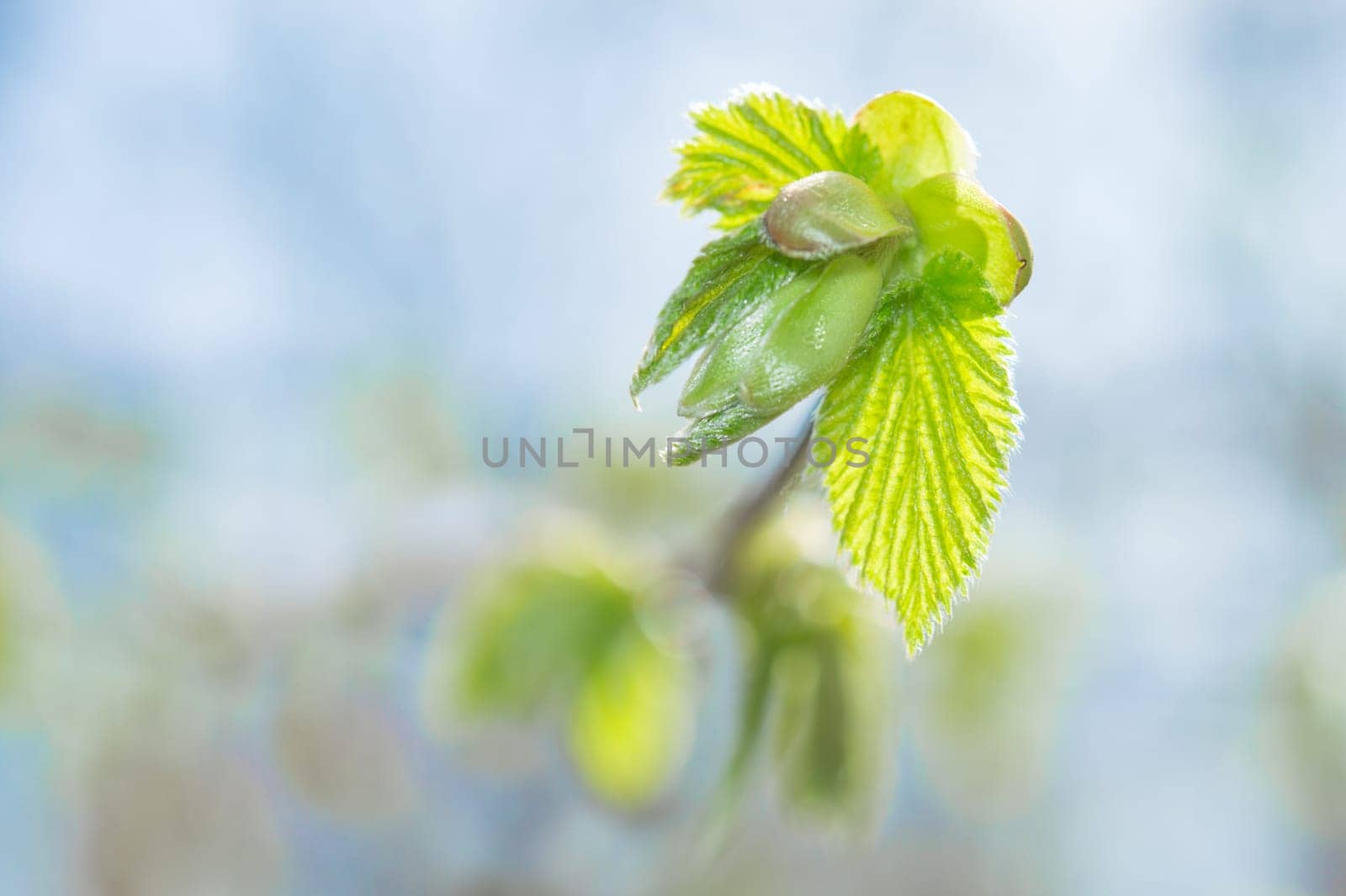 Fresh spring sprouting leaves and buds on blossoming twig against blue sky blurred background. Close-up photo with shallow DOF and selective focus point.