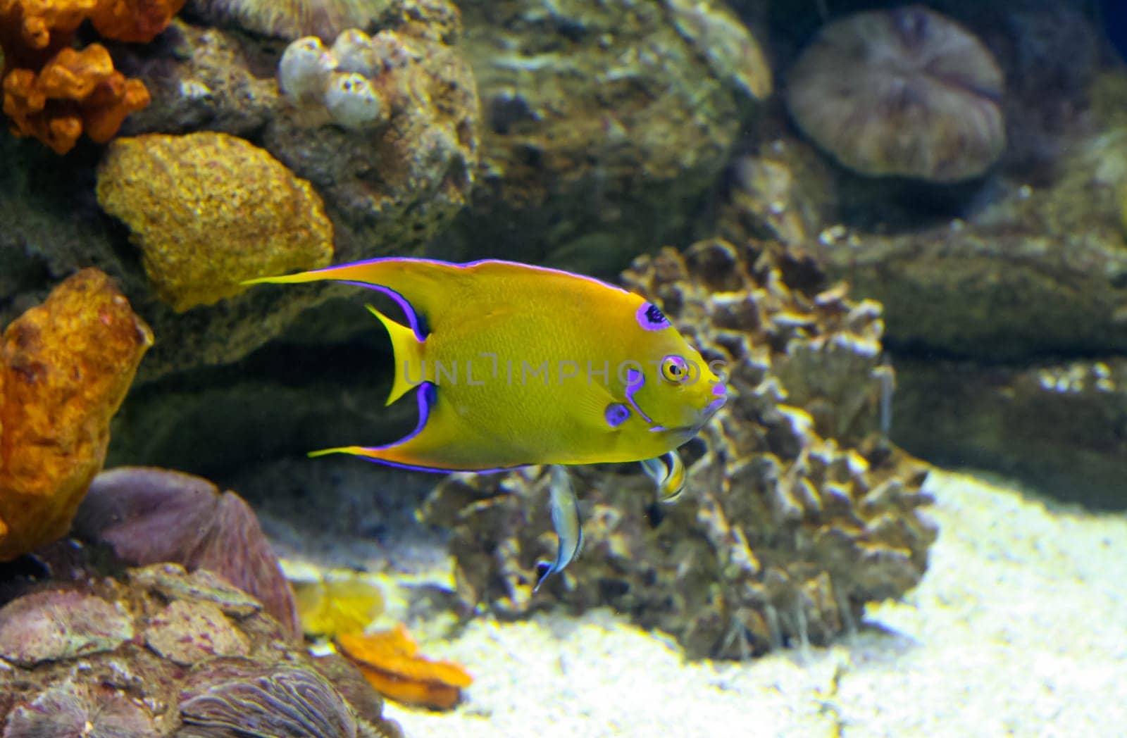 Colored fish of Mediterranean sea, in aquarium, Barcelona, Spain.