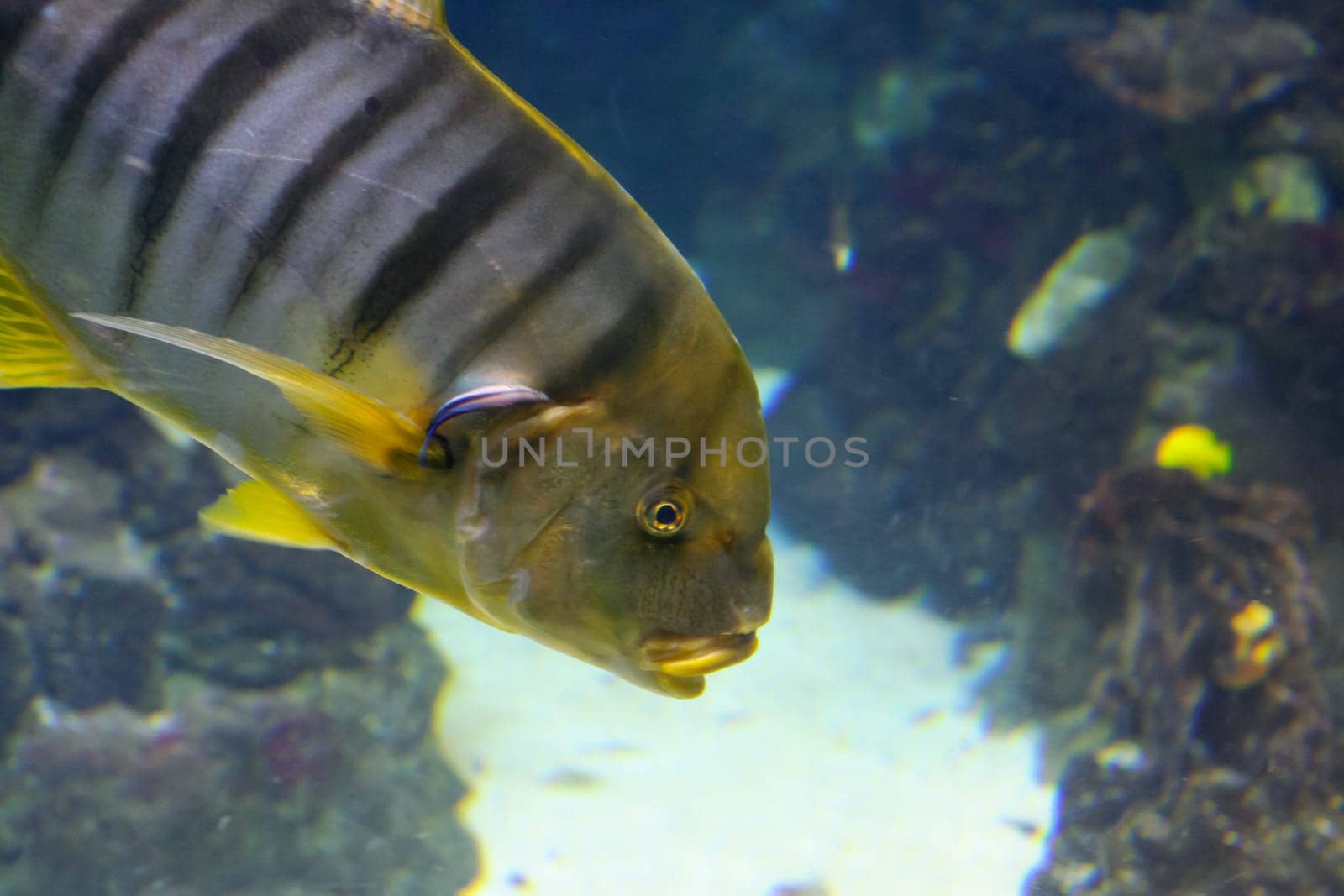 Colored fish of Mediterranean sea, in aquarium, Barcelona, Spain.