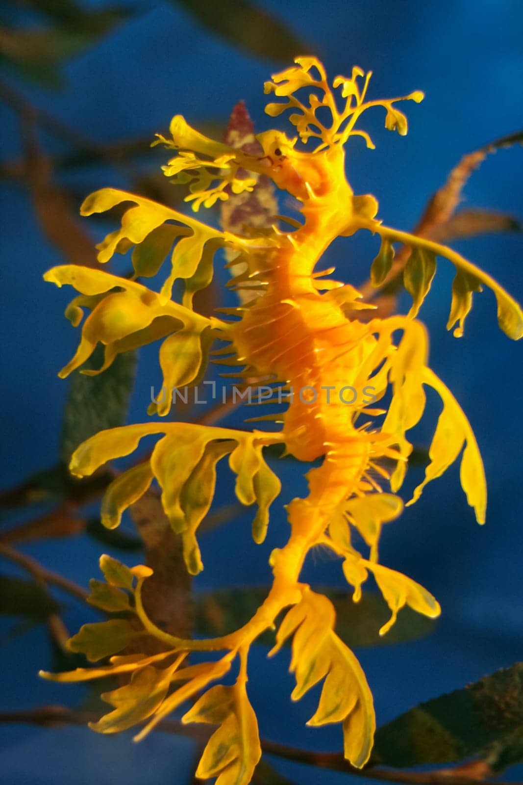 Leafy seadragon also known as Glauert's seadragon, in aquarium, Barcelona, Spain