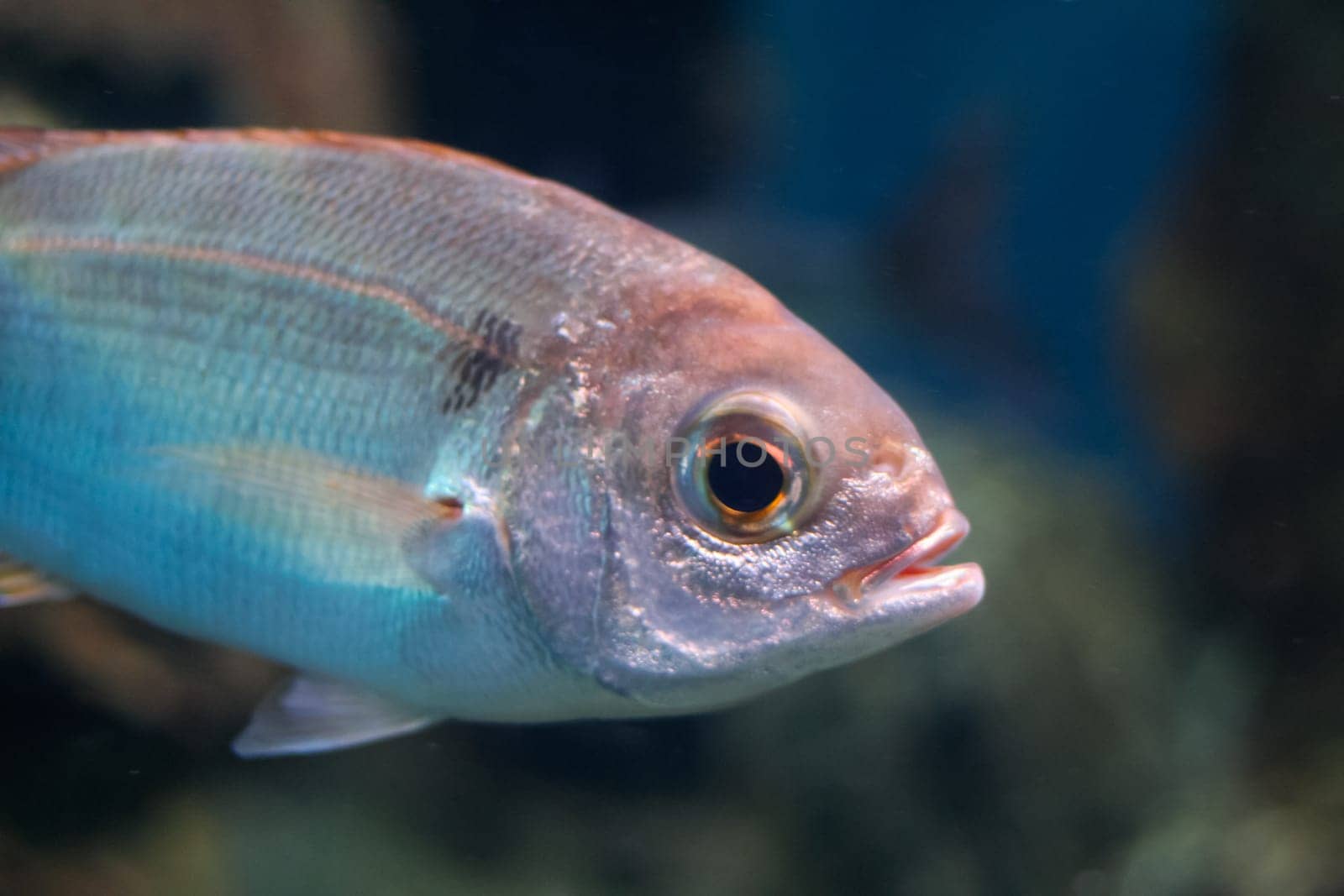 Fish of the Mediterranean coast, Oblada melanura