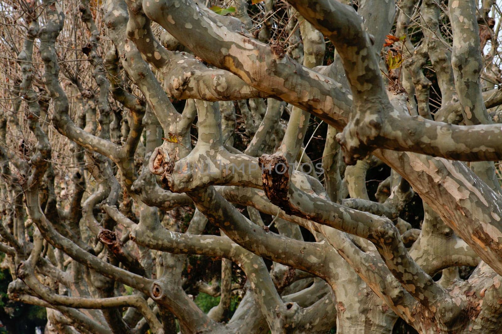 Platanum trunks and branches on winter, Barcelona, Spain