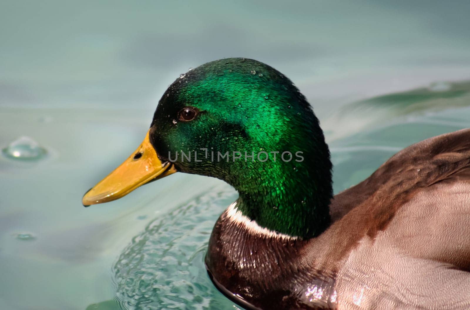 Closeup shot of a Mallard duck or Anas platyrhynchos, with water droplets on the head.