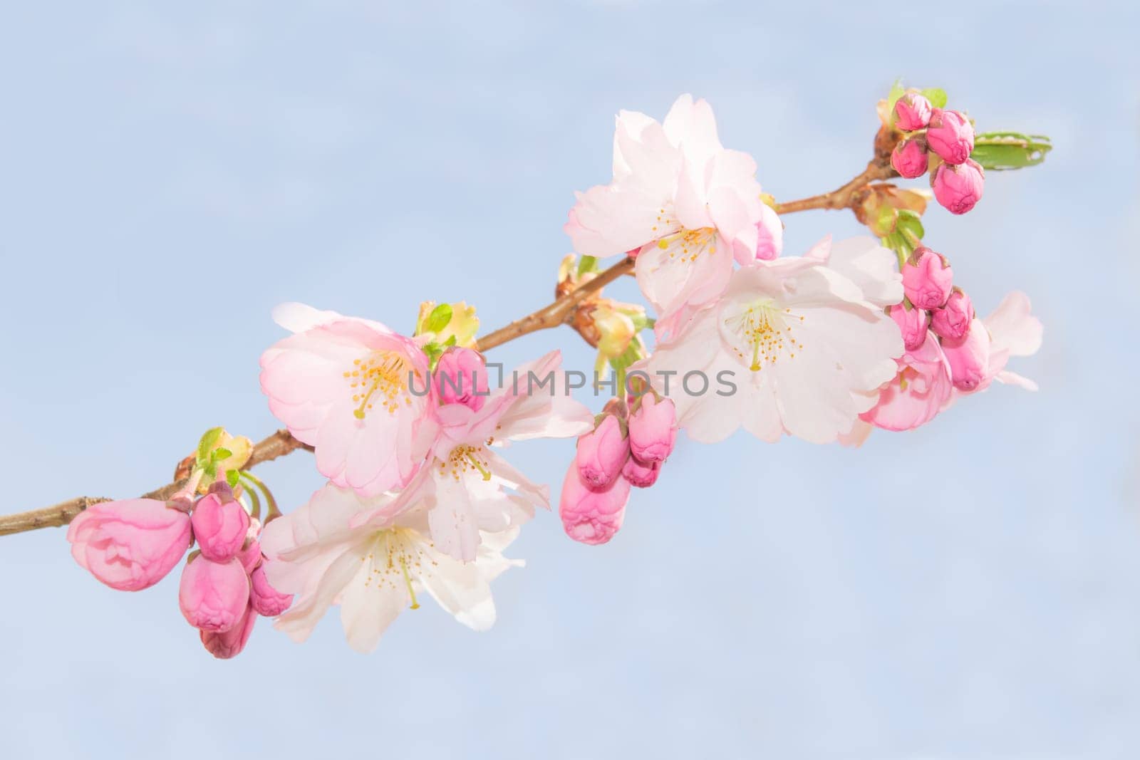Spring crab apple tree delicate blossoms against blue sky. Stock photo with shallow DOF and selective soft focus point.