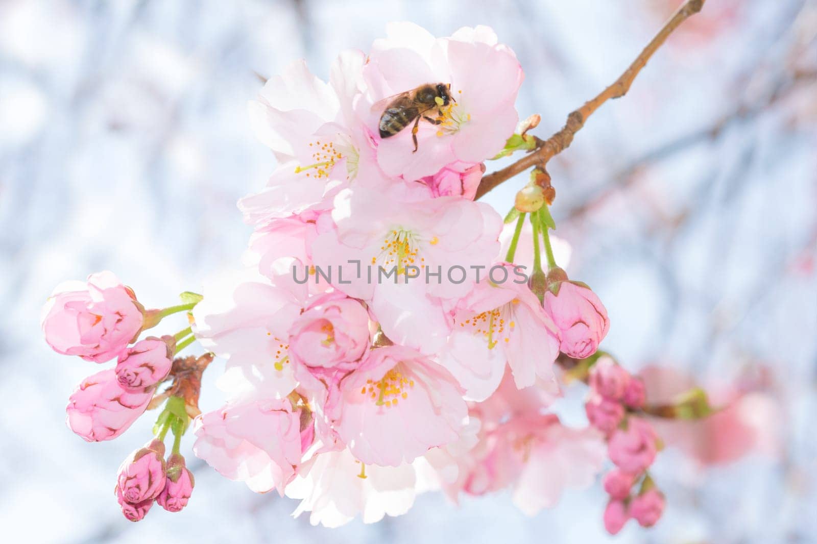 Bee on pastel pink gentle flowers of spring blossoming apple tree branch