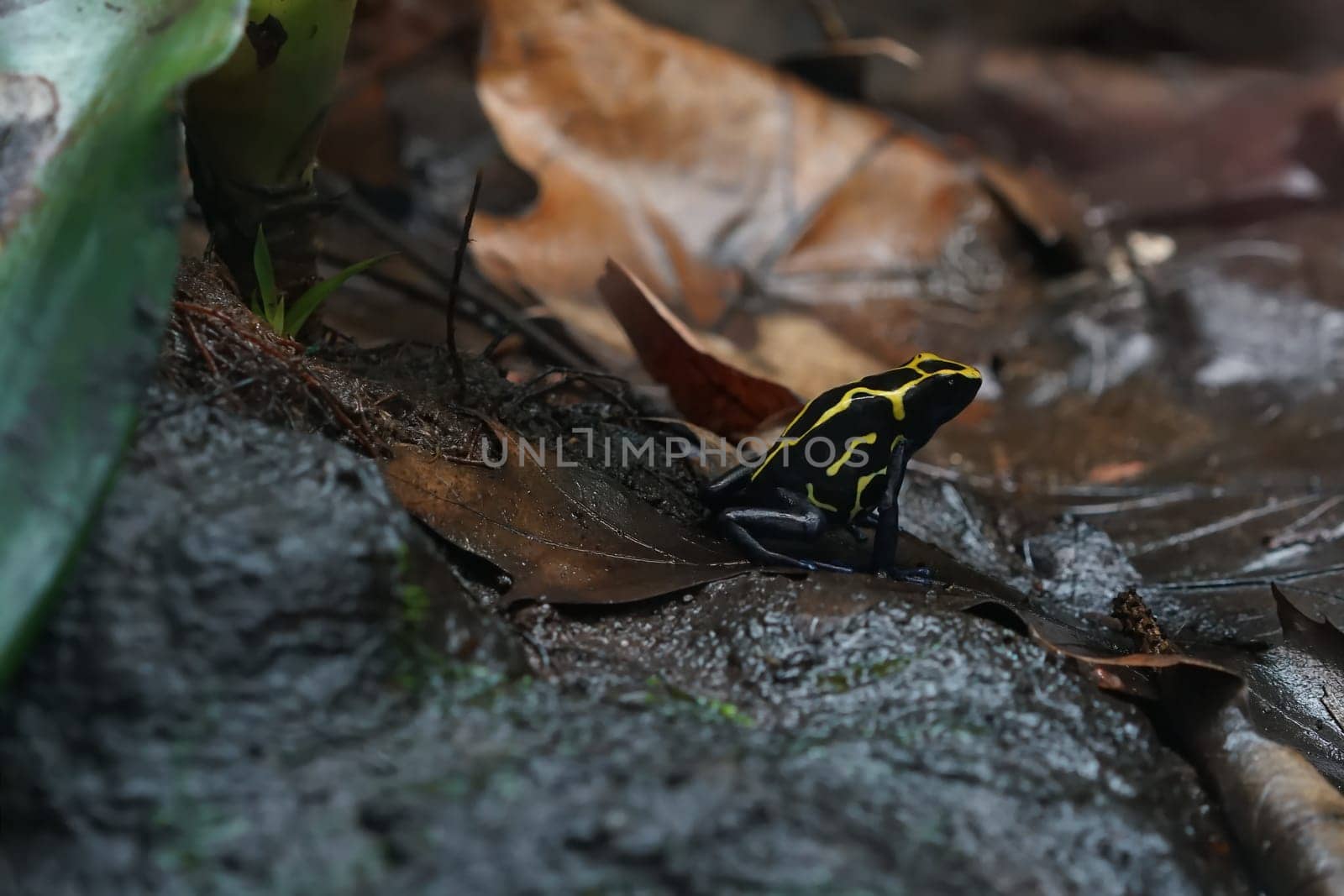 Arrow poison frog after the rain on the forest floor