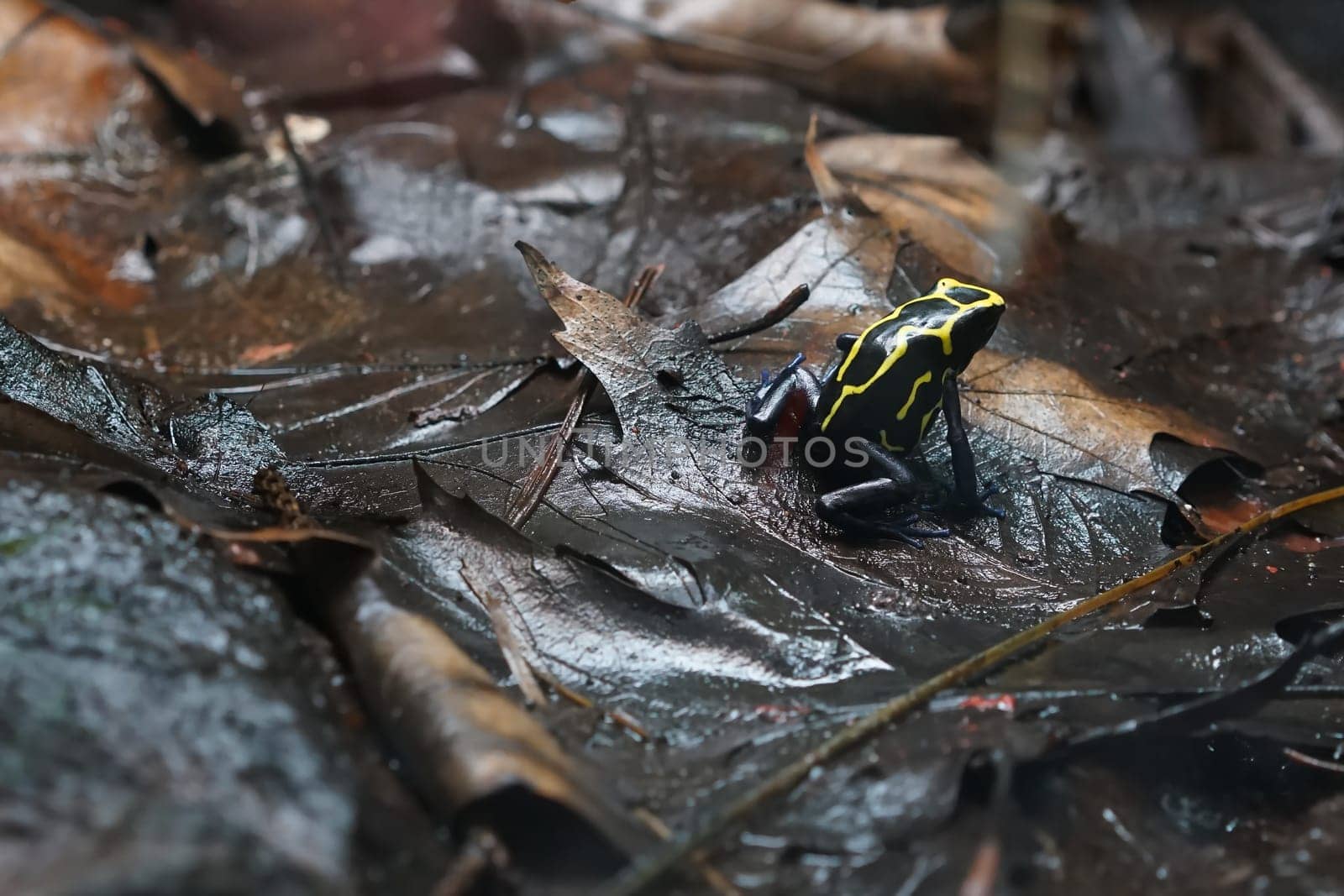 Arrow poison frog after the rain on the forest floor