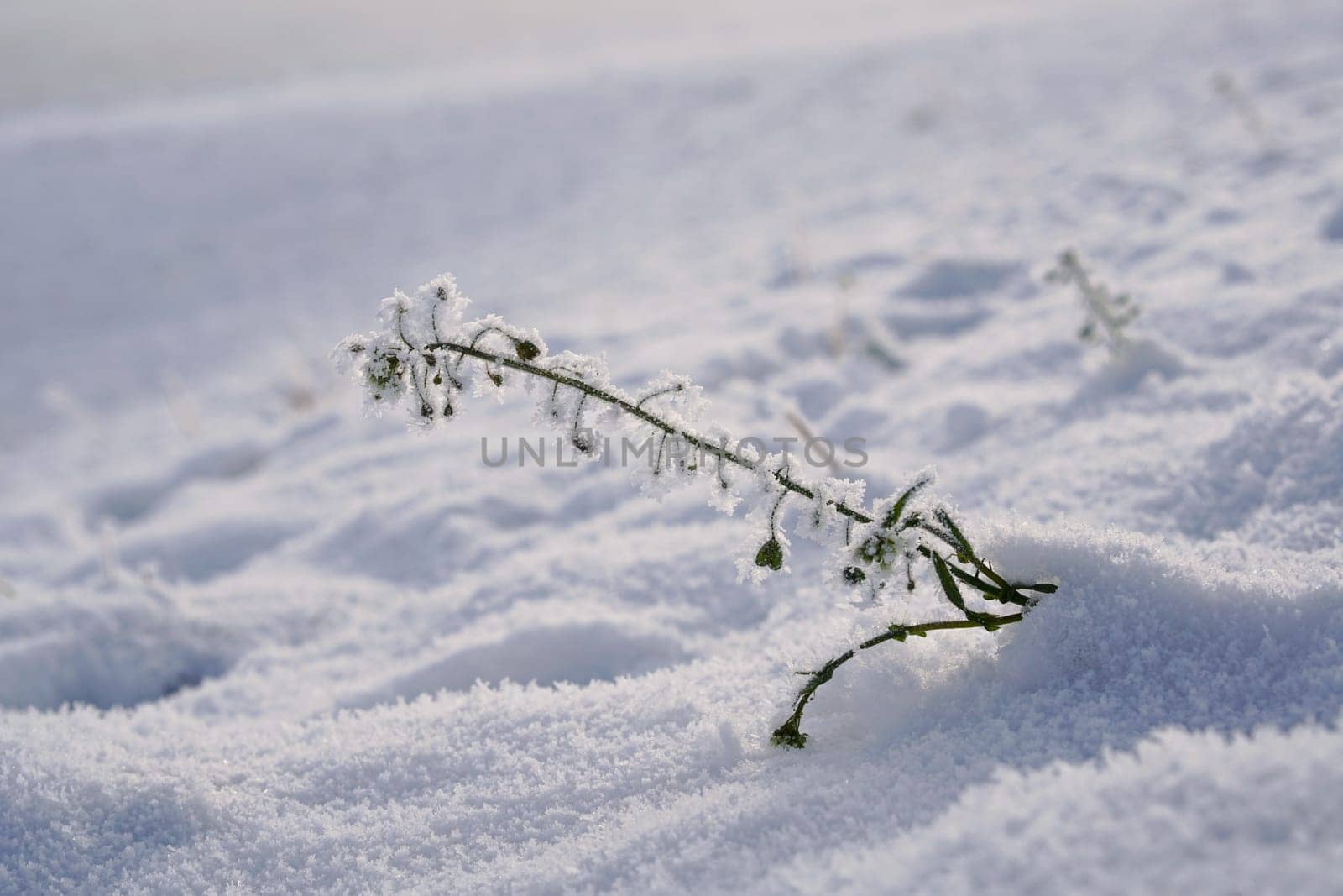 snowed plant on a meadow in winter