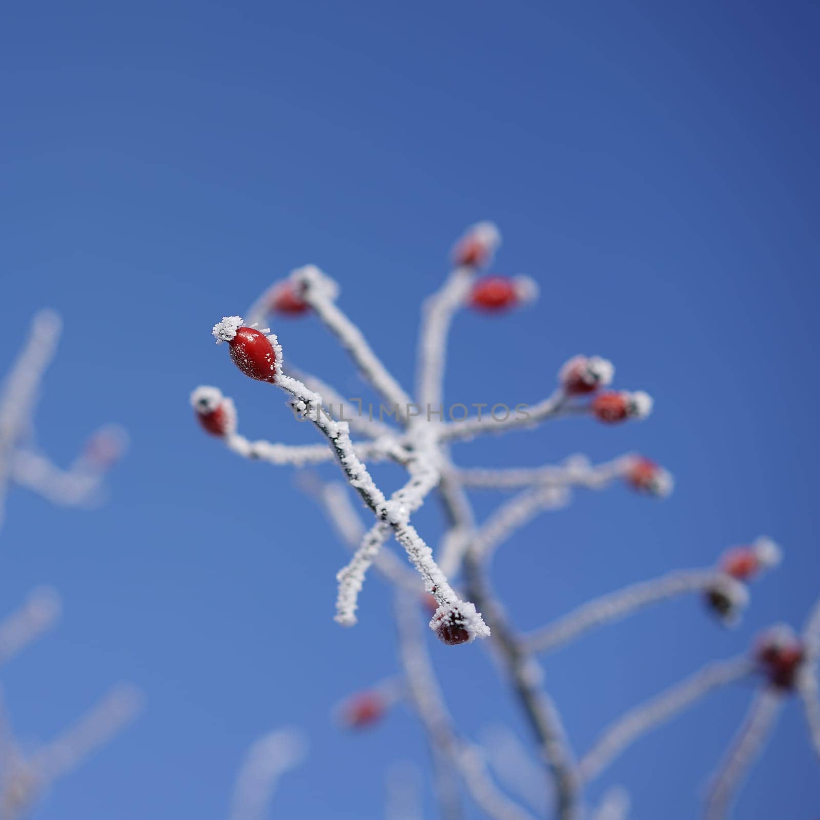 frozen rose hips on a shrub in winter
